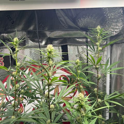 Bananacane growlog timeline photo