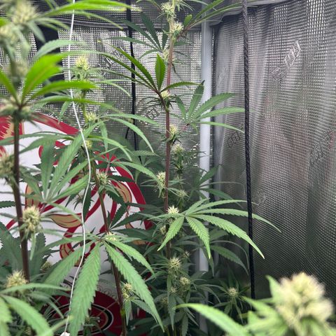 Bananacane growlog timeline photo
