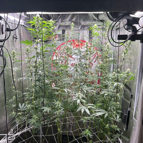 Bananacane growlog timeline photo