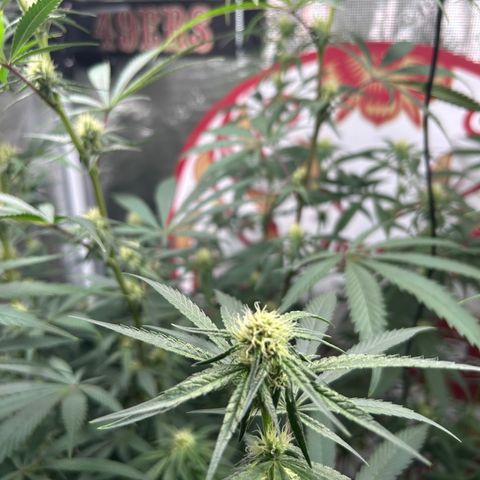 Bananacane growlog timeline photo