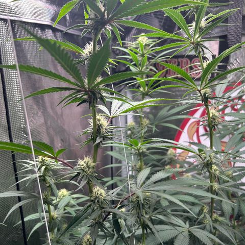 Bananacane growlog timeline photo