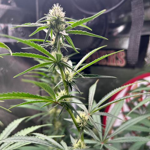 Bananacane growlog timeline photo