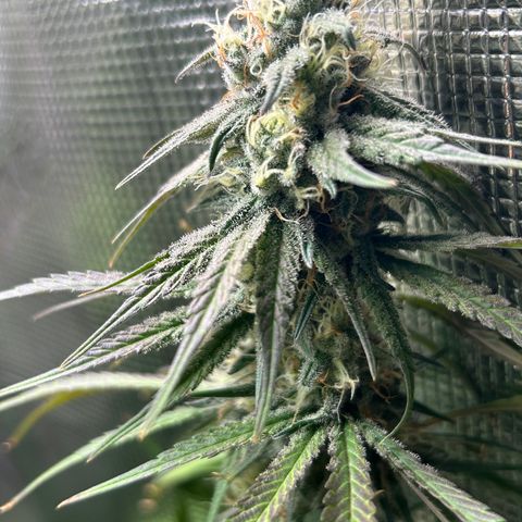 Bananacane growlog timeline photo