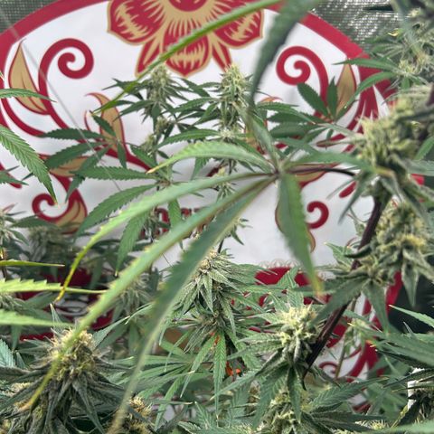 Bananacane growlog timeline photo