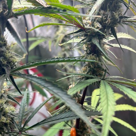 Bananacane growlog timeline photo