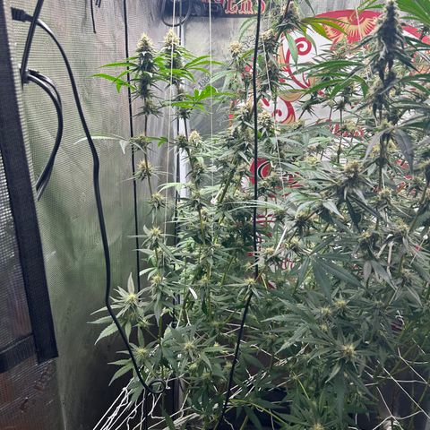 Bananacane growlog timeline photo