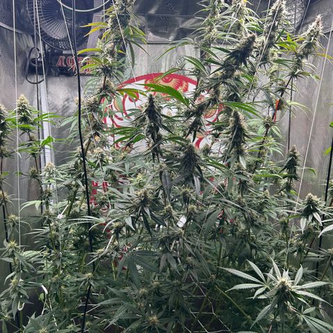Bananacane growlog timeline photo