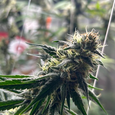 Bananacane growlog timeline photo