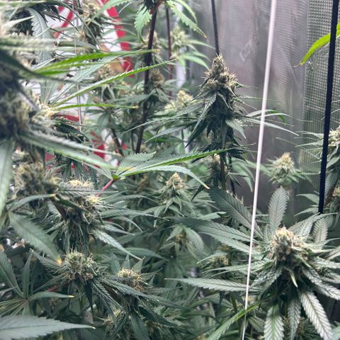 Bananacane growlog timeline photo