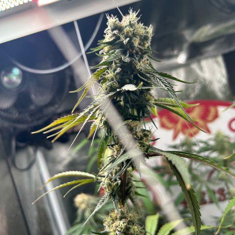 Bananacane growlog timeline photo