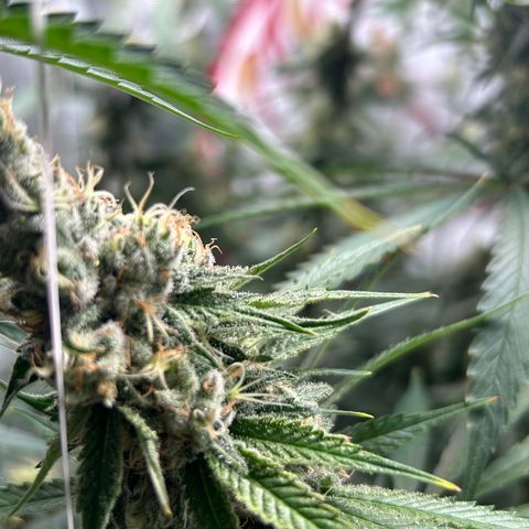 Bananacane growlog timeline photo