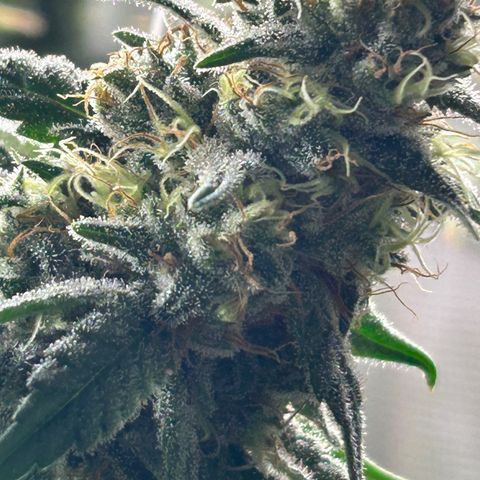 Bananacane growlog timeline photo