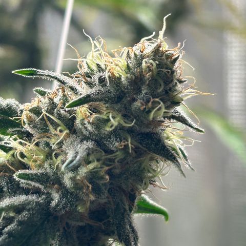 Bananacane growlog timeline photo