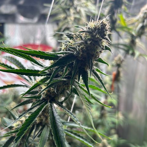 Bananacane growlog timeline photo