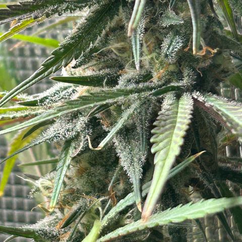 Bananacane growlog timeline photo