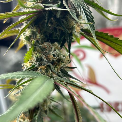 Bananacane growlog timeline photo