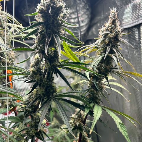 Bananacane growlog timeline photo