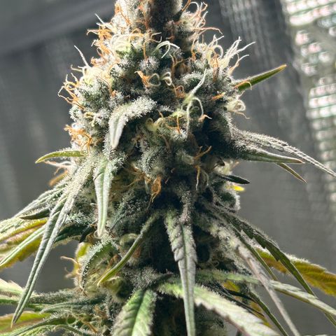 Bananacane growlog timeline photo