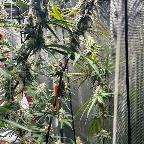 Bananacane growlog timeline photo