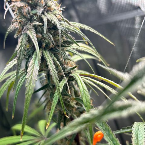 Bananacane growlog timeline photo