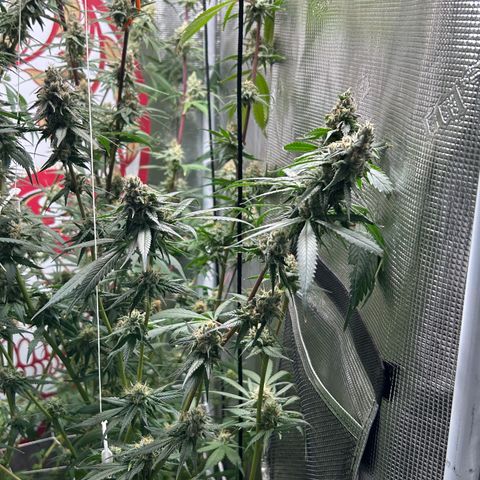 Bananacane growlog timeline photo