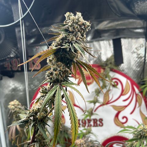 Bananacane growlog timeline photo