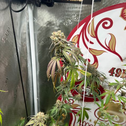 Bananacane growlog timeline photo