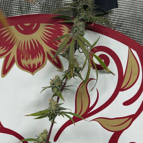 Bananacane growlog timeline photo