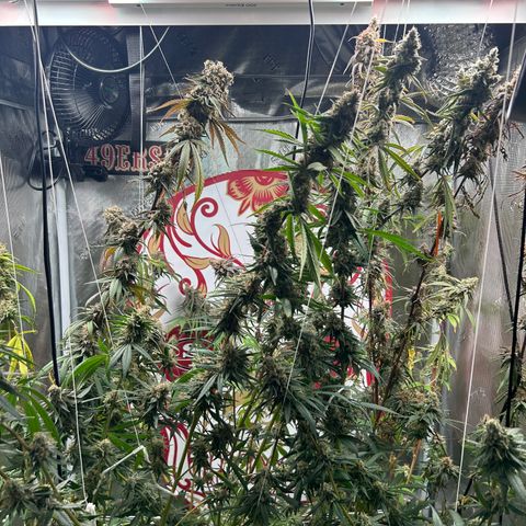 Bananacane growlog timeline photo