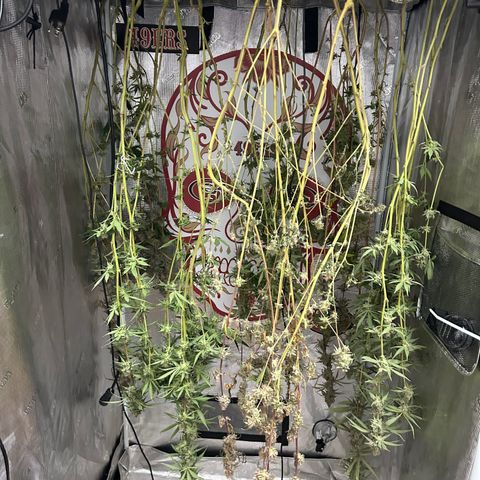 Bananacane growlog timeline photo