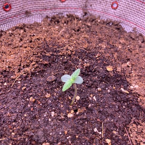 Grand Daddy Purp growlog timeline photo