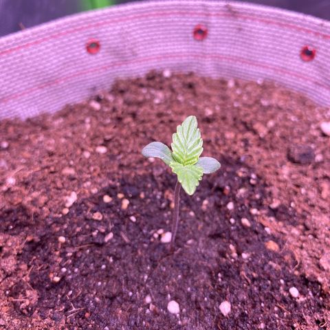 Gorilla Cookies growlog timeline photo