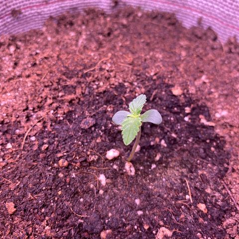 Grand Daddy Purp growlog timeline photo