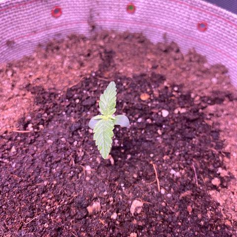 Grand Daddy Purp growlog timeline photo