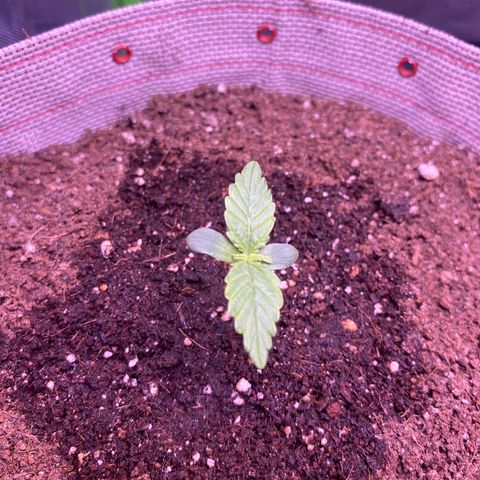 Gorilla Cookies growlog timeline photo
