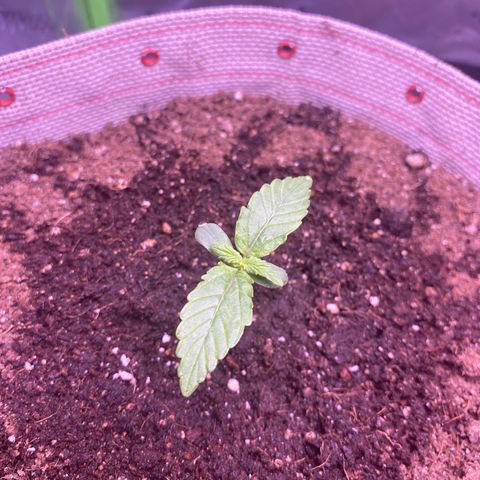 Gorilla Cookies growlog timeline photo
