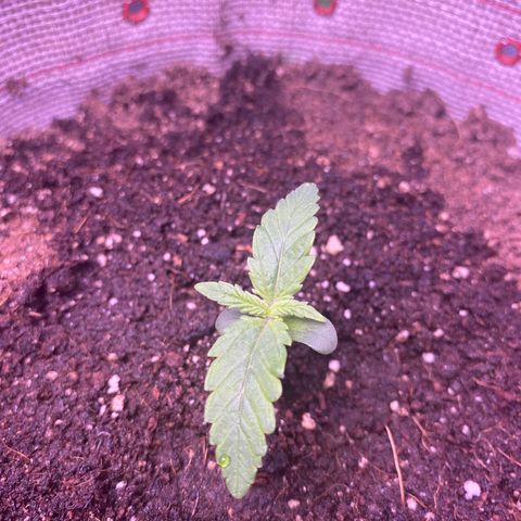 Grand Daddy Purp growlog timeline photo