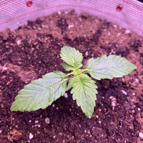 Gorilla Cookies growlog timeline photo
