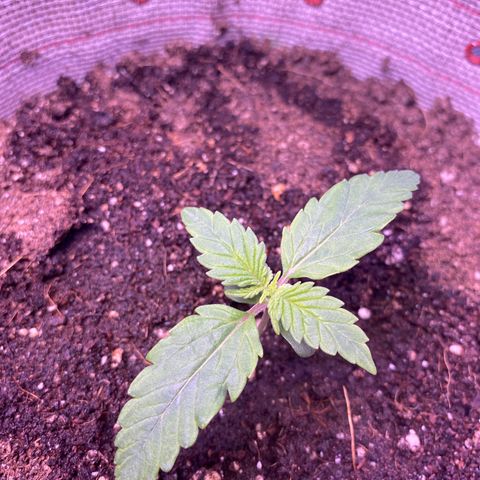 Grand Daddy Purp growlog timeline photo