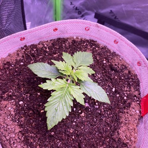 Gorilla Cookies growlog timeline photo
