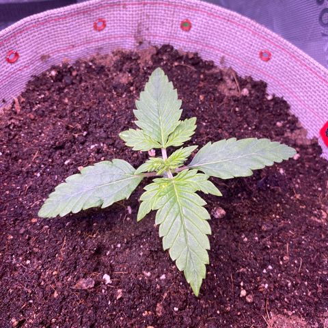 Grand Daddy Purp growlog timeline photo