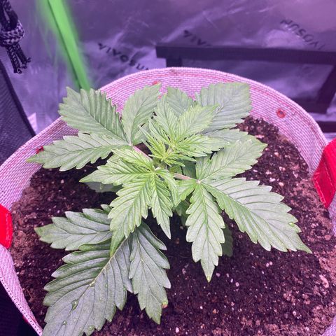 Gorilla Cookies growlog timeline photo
