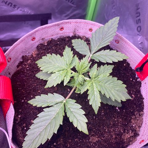 Grand Daddy Purp growlog timeline photo