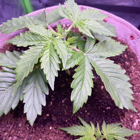 Gorilla Cookies growlog timeline photo