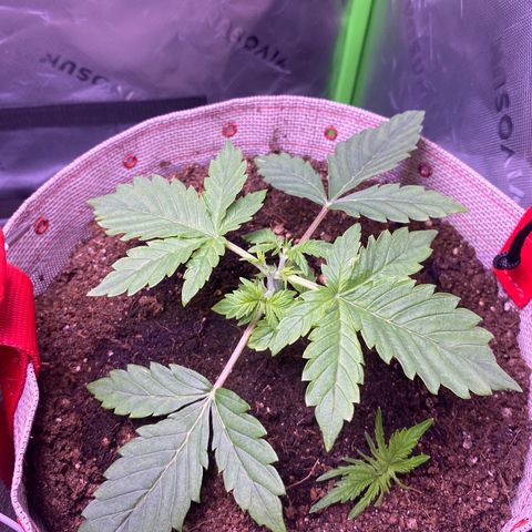 Grand Daddy Purp growlog timeline photo