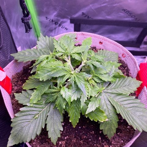 Gorilla Cookies growlog timeline photo