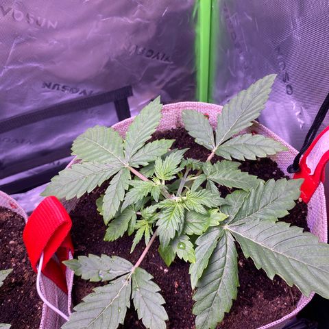 Grand Daddy Purp growlog timeline photo