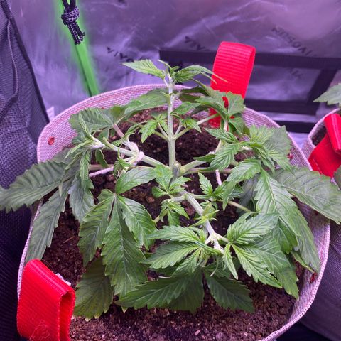 Gorilla Cookies growlog timeline photo