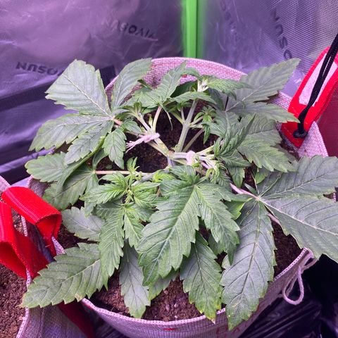Grand Daddy Purp growlog timeline photo