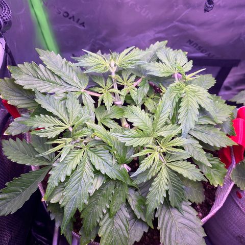 Gorilla Cookies growlog timeline photo